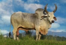 zeebo cow