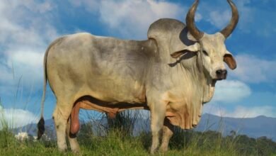 zeebo cow