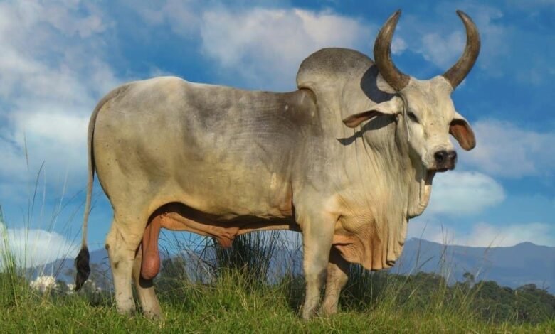 zeebo cow
